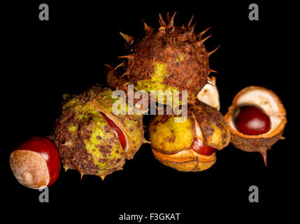 Ippocastano conkers su sfondo nero Foto Stock