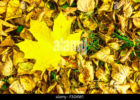 Di colore giallo brillante Maple Leaf contro di foglie secche su erba verde Foto Stock