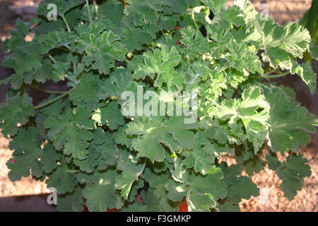 Melissa officinalis medicina ayurvedica - sgg 126399 Foto Stock