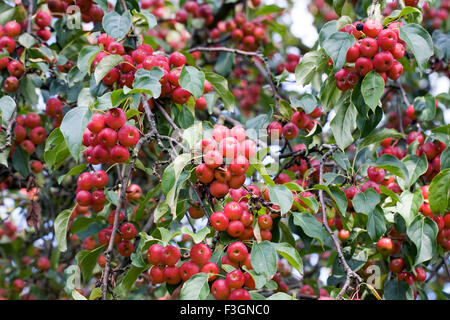 Malus x robusta 'Rosso' Siberiano frutta. Foto Stock