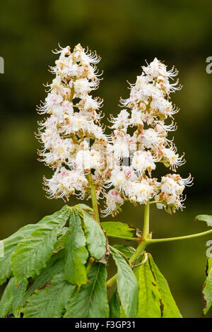 Ippocastano albero che mostra i fiori in primavera, Norfolk, Regno Unito Foto Stock