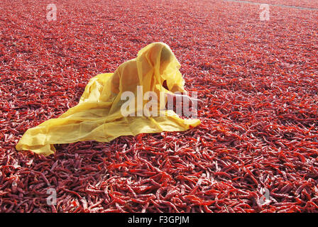 Donna di essiccazione peperoncino rosso Mathania Jodhpur Rajasthan in India Foto Stock