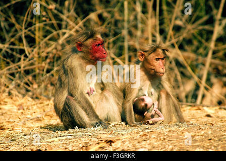 Cofano scimmia Macaca radiata particolare specie con faccia rossa trovata in Bandipur ; Karnataka ; India Foto Stock