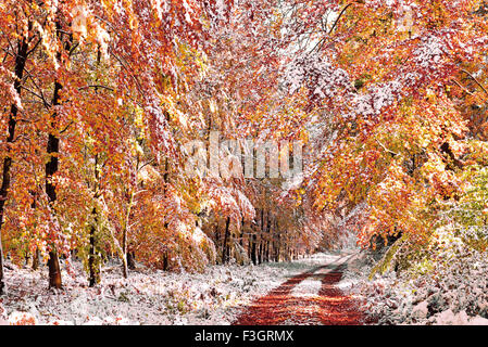 Germania: primo gelo e neve in polvere nella foresta di Odenwald Foto Stock