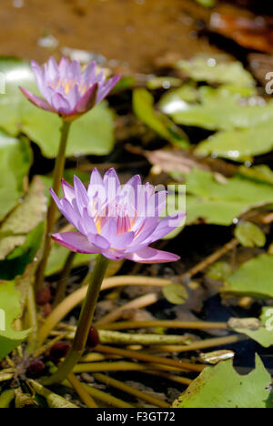 blue lotus, Nymphaea nouchali, Nymphaea stellata, STAR lotus, giglio d'acqua rosso e blu, giglio d'acqua stella blu, fiore di manel, India, Asia Foto Stock