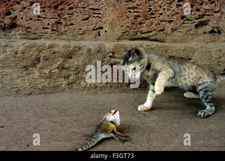 Caccia tussle aen cat e lizard in varandha di casa ; taluka Lanja ; district Ratnagiri ; Maharashtra ; India ; Asia Foto Stock