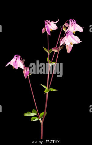 Aquilegia vulgaris, Columbine fiore isolato Foto Stock