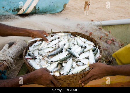 Cesto pieno di pesce fresco alla spiaggia di vengurla ; district Sindhudurga ; Maharashtra ; India Foto Stock