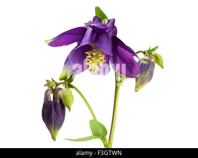 Aquilegia atrata, scuro Columbine fiore isolato su bianco Foto Stock