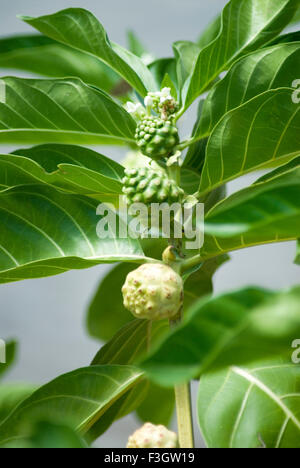 Pianta medicinale nome locale bartondi Indian mulberry morinda citrifolio linn Foto Stock