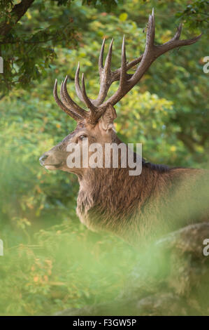 Red Deer cervo (Cervus elaphus) in piedi nella zona boschiva. Foto Stock