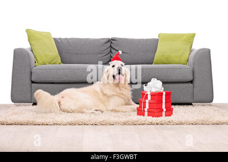 Il Golden Retriever cane sdraiato su un tappeto di fronte grigio di un divano con un paio di regali di Natale accanto ad esso Foto Stock