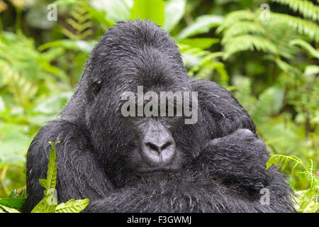 Gorilla di Montagna (Gorilla gorilla beringei) grande maschio silverback dal gruppo Sabyinyo, ritratto in una folta vegetazione e pioggia Foto Stock