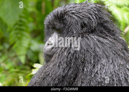 Gorilla di Montagna (Gorilla gorilla beringei) femmina del gruppo Sabyinyo, ritratto nella foresta e bagnata dalla pioggia, Ruanda Foto Stock