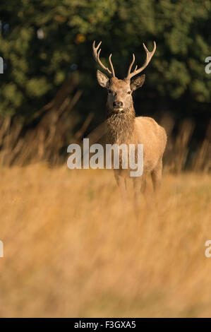 Red Deer cervo (Cervus elaphus) in piedi in campo. Foto Stock
