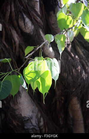 Pippal tree, Peepal tree, Ficus religiosa, fico sacro, bodhi tree, pippala tree, peepul tree, ashwattha tree, India, Asia Foto Stock