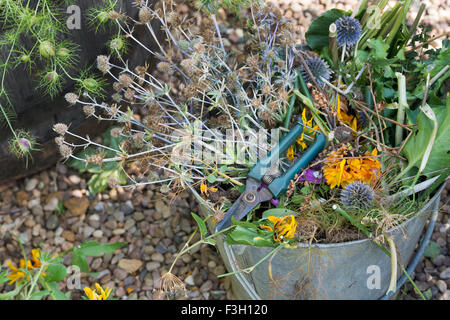 Benna di metallo pieno di scarti da giardino dopo la cancellazione di fiori nel giardino in autunno. Regno Unito Foto Stock