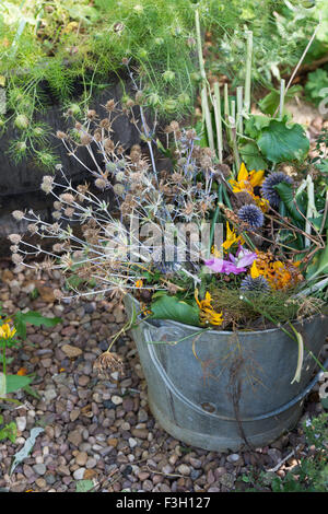 Benna di metallo pieno di scarti da giardino dopo la cancellazione di fiori nel giardino in autunno. Regno Unito Foto Stock