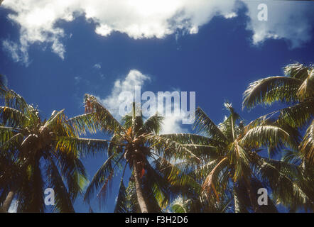 I turisti frequentano un Luau delle Hawaii durante gli anni cinquanta con intrattenimento da hawaiiani. alberi di noce di cocco, vista dal basso Foto Stock