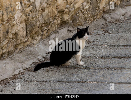 Un gatto in roaming per le strade di Vouni a Cipro Foto Stock