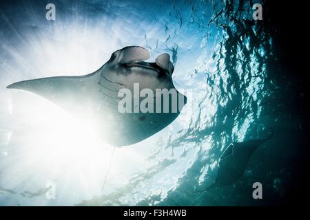 Due Mante (Manta Alfredi) alimentazione in corrispondenza della superficie, Raja Ampat, Papua occidentale, in Indonesia Foto Stock