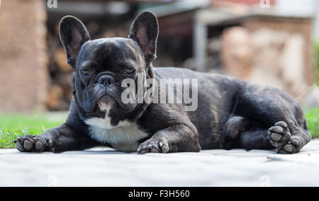 Cane di razza bulldog francese tigrato con petto bianco Foto Stock