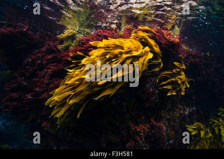 Rosso e marrone Nuova Zelanda alghe, zona intercotidale, POVERI CAVALIERI Riserva Marina Isola, Nuova Zelanda Foto Stock
