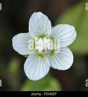 Fiore di erba settentrionale del Parnaso Parnassia palustris in Kuuskajaskari isola nel mare Bothnian in Finlandia. Foto Stock