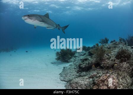 Tiger Shark (Galeocerdo cuvier) nuoto da reef nel nord Bahamas, dei Caraibi Foto Stock
