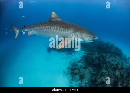 Tiger Shark (Galeocerdo cuvier) patroling reef nel nord Bahamas, dei Caraibi Foto Stock