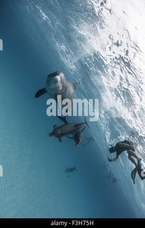 Angolo di visualizzazione di Atlantic delfini maculati e subacquei, Bahama banche, Bahamas, dei Caraibi Foto Stock