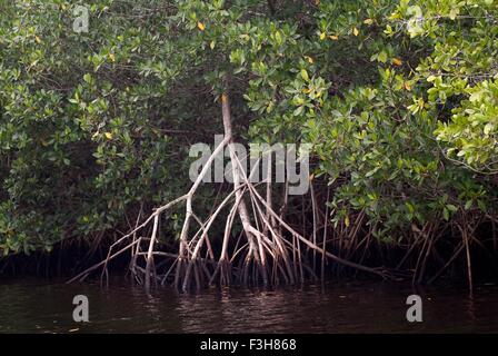Palude di mangrovia rossa, Rhizophora mangle, nel Parco Collier-Seminole del sud della Florida, Stati Uniti d'America Foto Stock