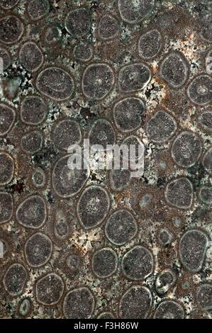 Orbicular gabbri, un plutonic roccia ignea dall'inizio del periodo Cretaceo. Origine: Dehesa, San Diego County Foto Stock