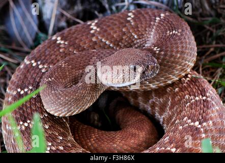 Pacific rattlesnake, (Crotalus oreganus), CALIFORNIA, STATI UNITI D'AMERICA Foto Stock