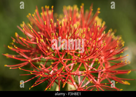 Fire-ball lily fioritura nel Lowveld Giardino Botanico Nazionale Foto Stock