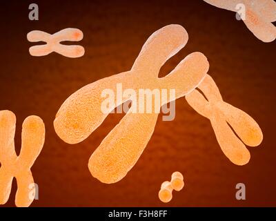 Illustrazione di cromosomi Foto Stock