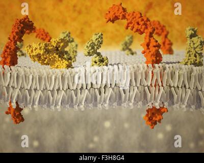 Fosfolipide bistrato di membrana cellulare graphic Foto Stock