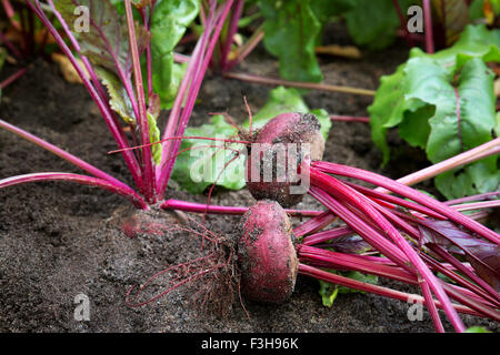 La barbabietola rossa nel terreno Foto Stock