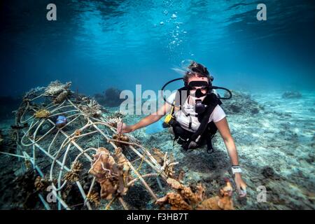 Vista subacquea del subacqueo femmina che fissa un seacrete sul fondale, (acciaio artificiale reef con corrente elettrica), Lombok, Indonesia Foto Stock