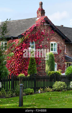 Casa coperta di vite rigogliosa con grandi foglie e nuovo sviluppo violaceo; pianta muro di Ivy rosso a Chorley, Lancashire, Regno Unito Foto Stock