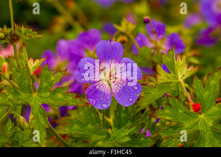 Geranium sylvaticum Foto Stock