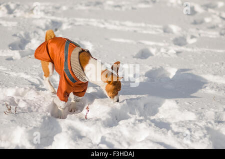 African cane basenji sniffing intorno nella neve sconosciuto Foto Stock