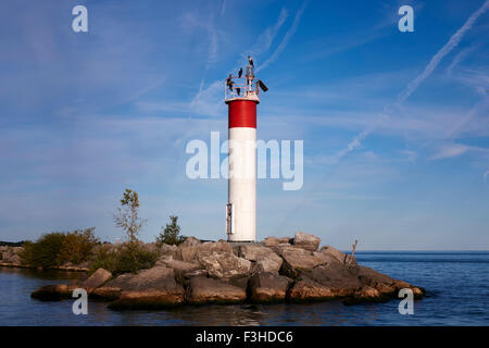 Cormorano uccelli appollaiato sulla cima di una Radio faro rotante all'ingresso al porto Dover Harbour Ontario Canada Foto Stock