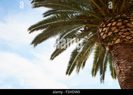 Basso angolo vista di palme e cielo blu Foto Stock