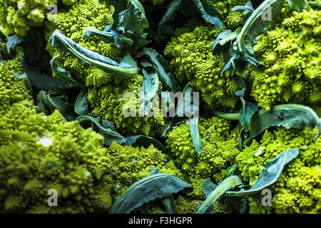 Romanesco broccoli Foto Stock