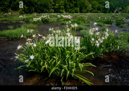 Cahaba Lily (Hymenocallis coronaria) fiorisce in Cahaba River National Wildlife Refuge vicino al West Blocton, Alabama Foto Stock