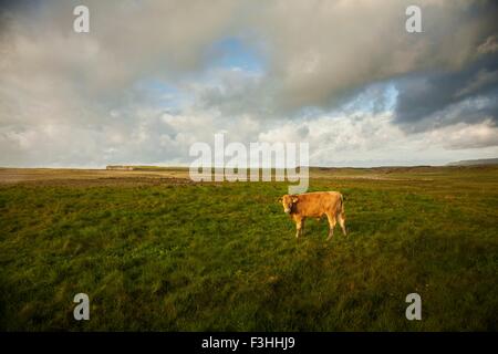 Mucca in campo, Giants Causeway, Bushmills, County Antrim, Irlanda del Nord, vista in elevazione Foto Stock