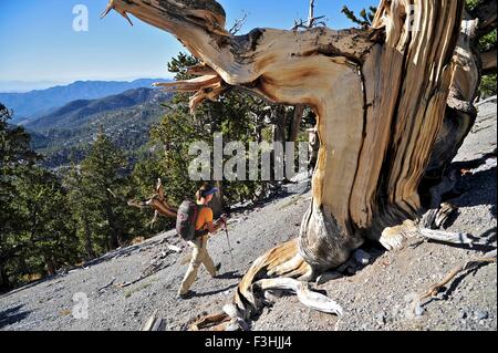 Giovane donna escursionismo, Monte Charleston Wilderness trail, Nevada, STATI UNITI D'AMERICA Foto Stock