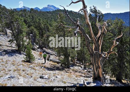 Escursionismo coppia, Monte Charleston Wilderness trail, Nevada, STATI UNITI D'AMERICA Foto Stock