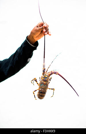LAMU, Oceano Indiano, Kenya, Africa. Anonimo mano trattiene una grande aragosta dall'antenna contro uno sfondo bianco. Foto Stock